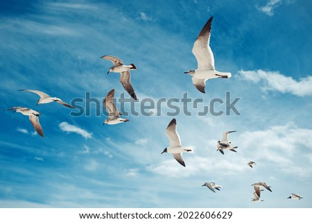 Flock of seagulls flying on the blue sky with clouds background. Birds collection. Group of beautiful seagulls 