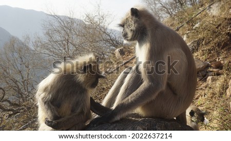 two monkeys sitting on the slope of mountain
