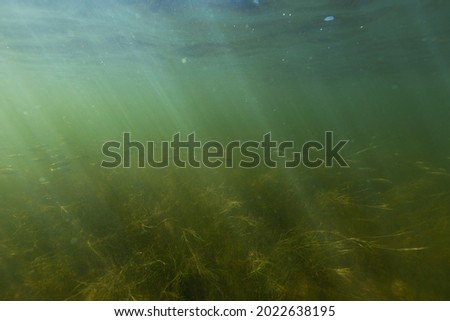 Underwater photo of beautiful landscape with small fishes and magic light. From scuba dive in the Baltic sea.