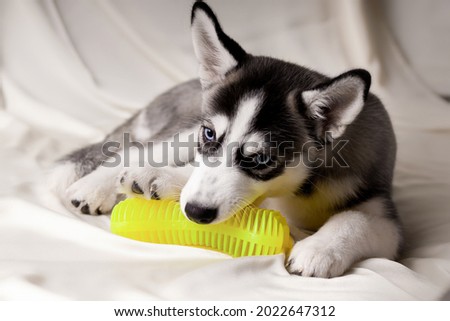 Siberian husky puppy playing with a toy