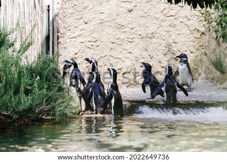 Tropical penguins on the beach near the pool, penguins in the zoo, penguins on a summer day