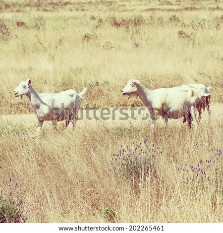 Goats. photo toned style Instagram filters