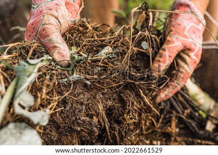 hands of man in gardening gloves show quality of rotted compost on compost heap. Organic waste compost for soil enrichment Royalty-Free Stock Photo #2022661529