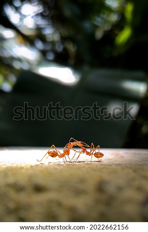 Two fire ants are kissing on dark backround