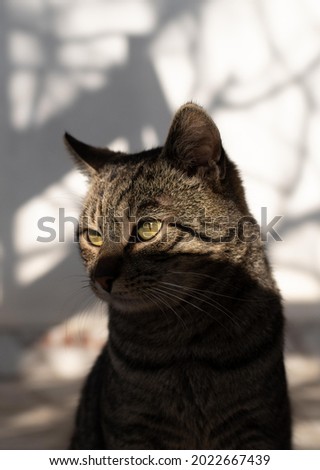 Picture of a cat with light shining on a part of its face.
