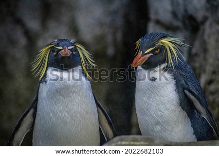 2 NORTHERN ROCKHOPPER PENGUINS STANDING TOGETHER WITH WATER DROPLETS ON THERE COATS IN FRONT OF A ROCKY WALL