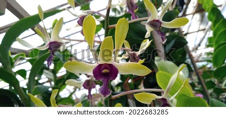 blossom dendrobium orchid in the garden