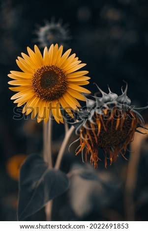Orange autumn sunflower with seeds and bright petals on blurred background. Beauty of nature