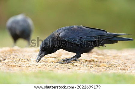 Close up of a Carrion crow eating on the ground, UK. Royalty-Free Stock Photo #2022699179