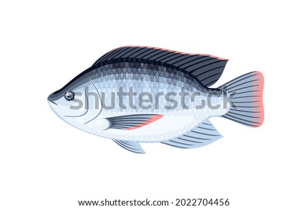 Tilapia fish. Vector illustration cartoon flat icon isolated on white background.