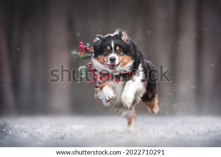 A cute tricolor australian shepherd dog with a holiday wreath around his neck running along the snowy ground against the backdrop of a frosty pine forest