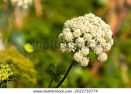 flower of a carrot plant, picture was taken during the day in the plantation