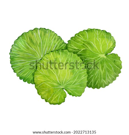 Water lily leaves, watercolor illustration on a white background