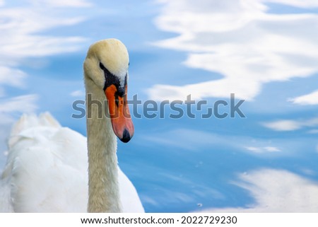 Overhead view of adult swan on a lake, pond or river swimming and floating as calm water and ripples reflect blue sky and clouds. Dreamy serene reflective photo