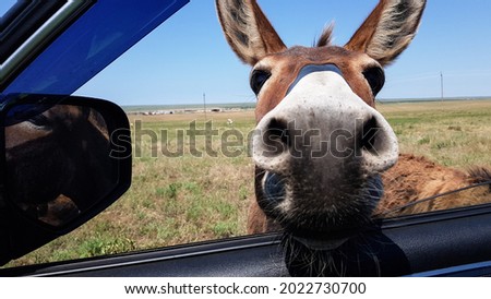 donkeys look in the car window. curious animals graze in the field. expressive eyes of artiodactyls
