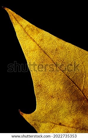 Vertical photograph of an autumn leaf with black background.