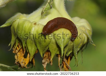 Red slug (Arion rufus) or Spanish slug (Arion vulgaris), family roundback slugs (Arionidae). Feeding on a wilted common sunflower (Helianthus annuus) in a Dutch garden. Summer, August, Netherlands     Royalty-Free Stock Photo #2022736253
