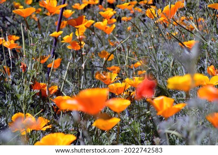 California orange poppies in garden with de-saturated stems