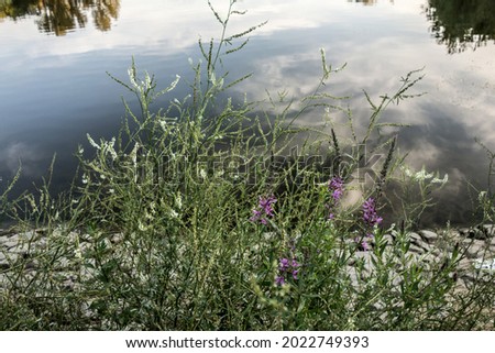 Melilot and motherwort flowers above the pond water, in which white clouds and blue sky are reflected. European water landscape 