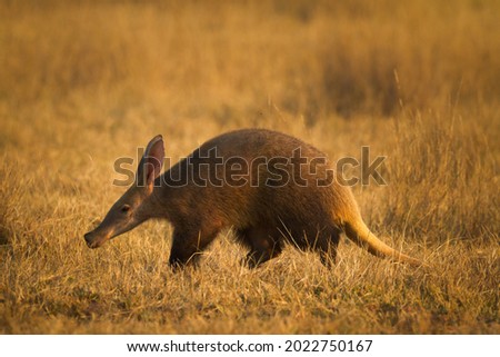 A nocturnal wild aardvark (erdvark) walks in the golden last light of the day seeking ants to eat in the Marakele National Park South Africa. The weird looking features have made this mammal famous. Royalty-Free Stock Photo #2022750167