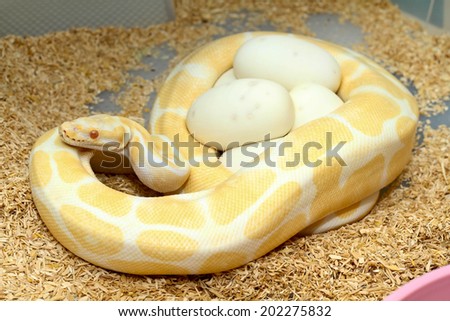 white python female incubates her eggs, Python protecting nest.