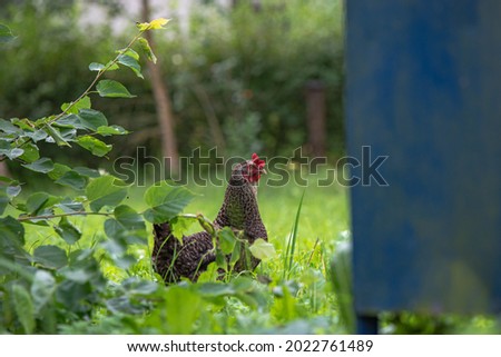 brown hen at the tree branches with leaves and a blue metal box and stands in the salt hall and looks directly at the photographer as if posing for him