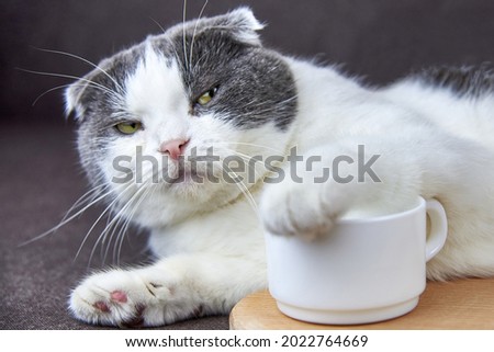 A cute fold-eared cat put its paw on a cup of coffee. Royalty-Free Stock Photo #2022764669