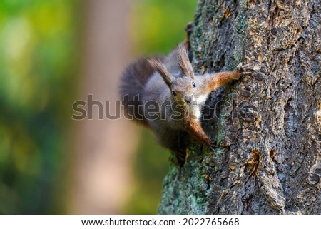 The Eurasian red squirrel (Sciurus vulgaris) in its natural habitat in the autumn forest. Climbing on a tree. Portrait of a squirrel close up.