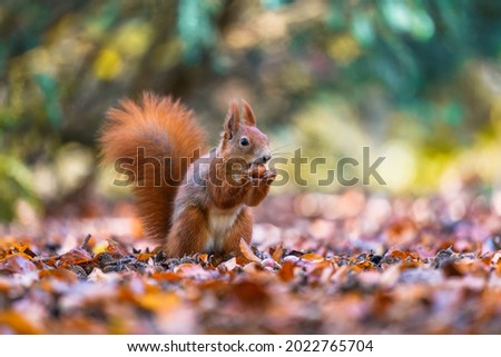 The Eurasian red squirrel (Sciurus vulgaris) in its natural habitat in the autumn forest. Eating a nut. Portrait of a squirrel close up. The forest is full of rich warm colors.