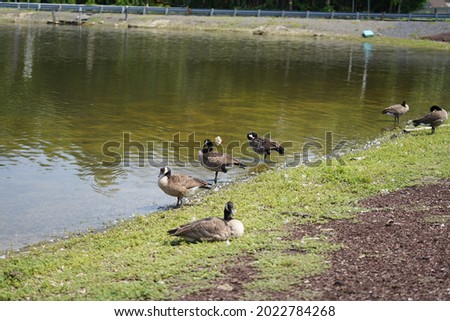 Ducks grooming by the lake.