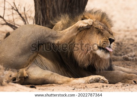 A close-up image of a black maned kalahari lion grooming himself under a camel thorn tree in the Kgalagadi, South Africa. He scratches his head to get rid of ticks and flees with his genitals visible. Royalty-Free Stock Photo #2022787364