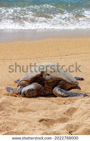 Large, cute, napping sea turtle on golden sand with tropical water background in sunny, Maui, Hawaii on a beautiful summer day.