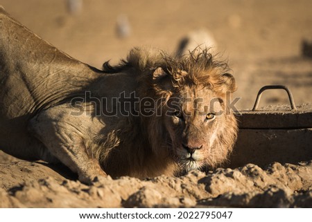 A black maned kalahari lion stares at the camera while drinking at a waterhole in the kalahari desert of the Kgalagadi in South Africa. His wet ruffled mane is evidence of the night's fierce fighting. Royalty-Free Stock Photo #2022795047