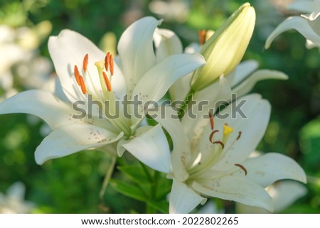 Two white lilies macro photography in summer day. Beauty garden lily with white petals close up garden photography. Lilium plant floral wallpaper on a green background. Royalty-Free Stock Photo #2022802265