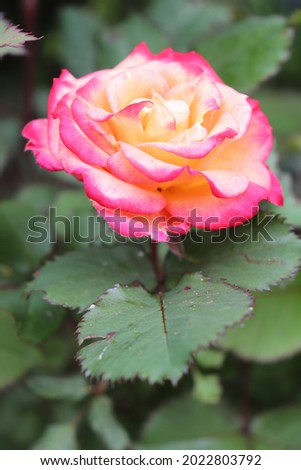 Tender yellow color with pink edges Modern Shrub Rose Marseille en Fleurs flowers in a garden in June 2021. Idea for postcards, greetings, invitations, posters and Birthday decoration, background