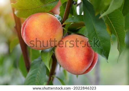 Two ripe juicy peaches on a branch in the garden. Royalty-Free Stock Photo #2022846323