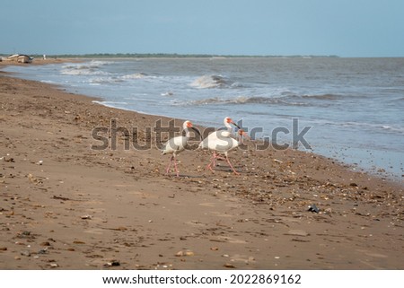 American White Ibis (Eudocimus albus) are Walking on the Sand next to the Shore to Enter the Sea