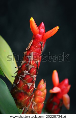 Close up image of Costus plant with dark background