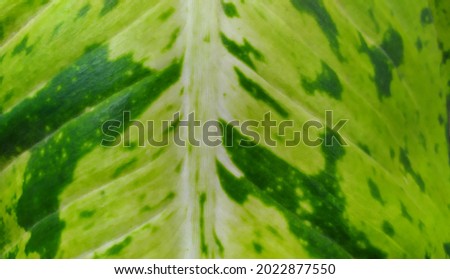 Pattern of leaves veins. Close up green leaf textture 