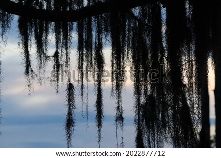 Spanish moss hanging from trees at sunset