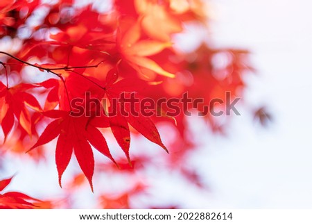 red maple leaves in the garden with copy space for text, natural background for Autumn season and vibrant falling colorful foliage concept