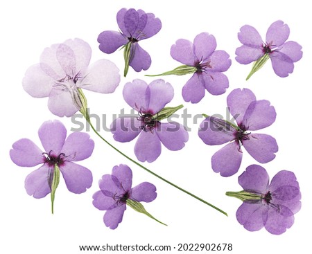 Pressed and dried flower silene (viscaria), isolated on white background. For use in scrapbooking, pressed floristry or herbarium. Royalty-Free Stock Photo #2022902678