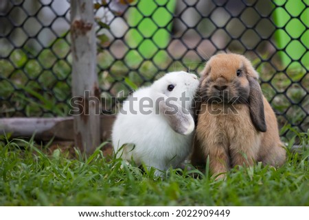 Two cute rabbits loving and playing in the meadow green grass together. Friendship with easter bunny. Happy rabbit.