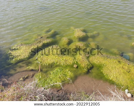 moss in clear water High Res Stock Images