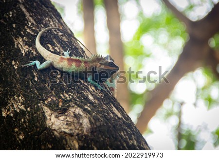 Blue chameleon on tree. Nature background