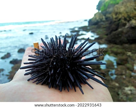 Sea Urchin in the Beach