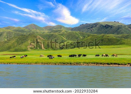 Cows and horses on the green pasture.Beautiful grassland scenery in Xinjiang.