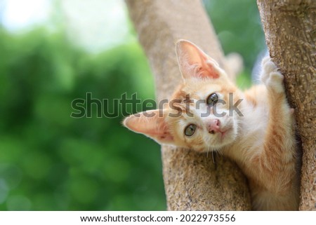 A white mixed orange adorable kitten with a white mustache climb on the tree, his left leg's claw to the tree, the eyes look forward with a green tone background as a backdrop.