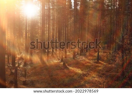 abstract background texture of autumn forest, yellow trees pattern landscape view