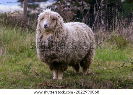 Woolly merino sheep looking bedraggled in a cold environment